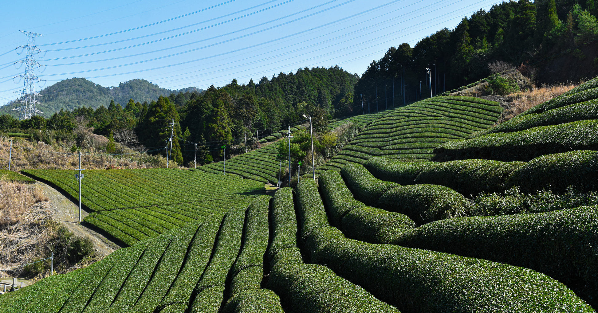 Azuma Tea Garden: Ipponmatsu - Okumidori Cultivar – Tencha