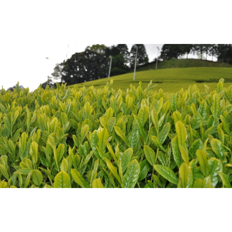 Zenkouen Tea Garden: Dark Roast Hojicha Powder